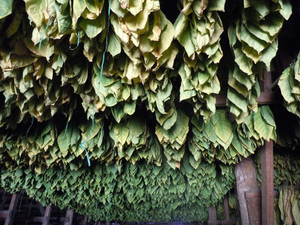 A Glimpse into 2017 - Marco V Cigars