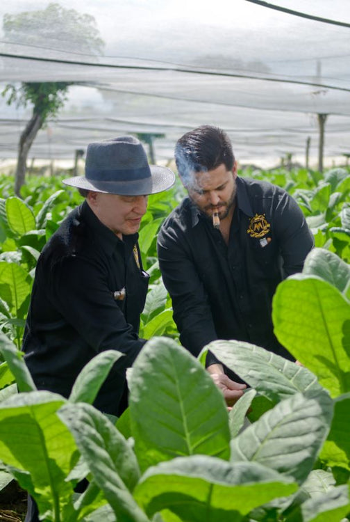 Marco V Cigars - November Update