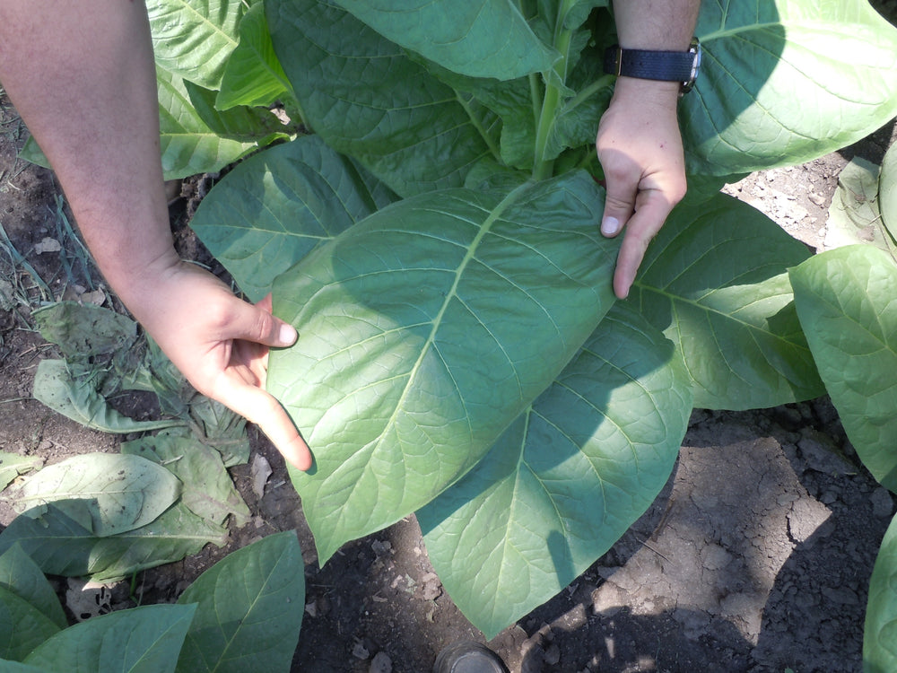 Marco V Tobacco Leaf from Jalapa